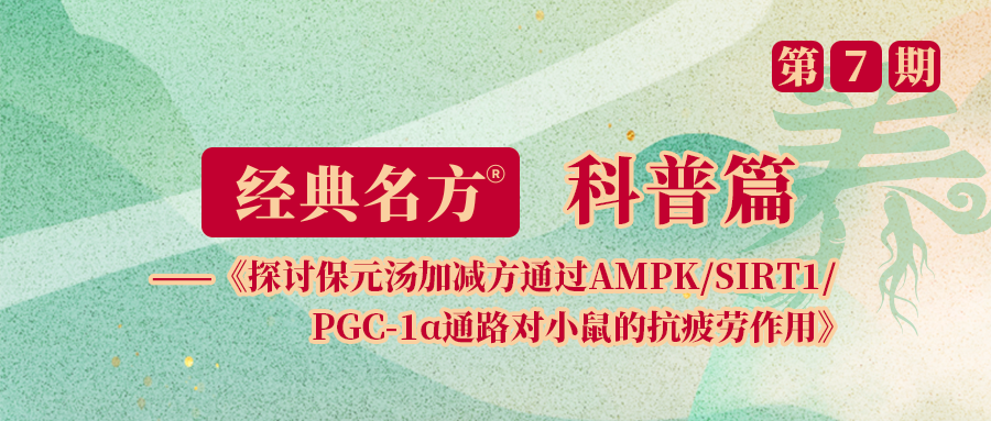 探讨保元汤加减方通过AMPK/SIRTI PGG-1a通路对小鼠的抗疲劳作用